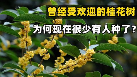 種桂花禁忌|種桂花樹禁忌以及養殖的常見問題